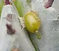 Day 10: The shoot emerges from the seed.