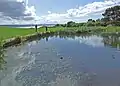 The pond at Thurstaston Visitor Centre.