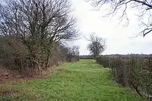 Westhall Wood