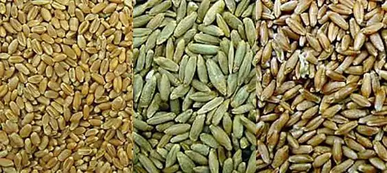 The smaller grain of wheat on the left, larger kernels of rye next, and triticale on the right — triticale grain is significantly larger than wheat.
