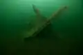 The wreck of the ship of the line Wasa