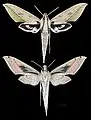 Xylophanes anubus