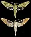 Xylophanes crotonis
