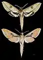 Xylophanes cyrene