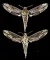 Xylophanes dolius