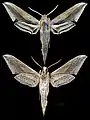 Xylophanes falco