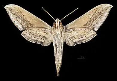 Female ventral