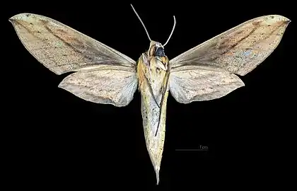 Female ventral