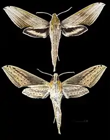 Xylophanes libya