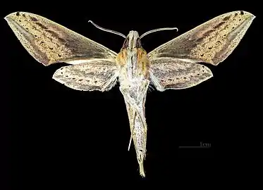 Female underside