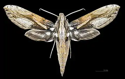 Male dorsal view
