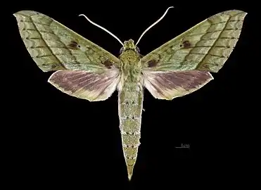 Male dorsal