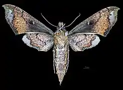Female ventral