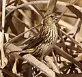Female in KwaZulu-Natal