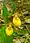 Cypripedium parviflorum, yellow lady's-slipper, Ellison bluff