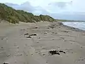 Yellow Strand