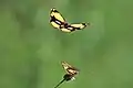 Courting