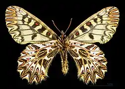 Male bottom