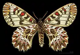 Female bottom