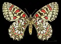 Female underside